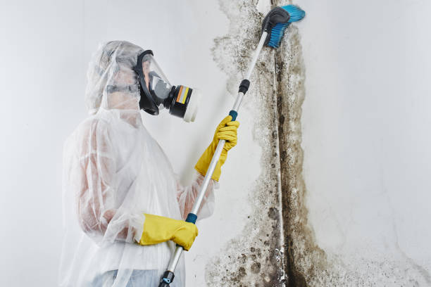 Best Mold Removal Company Near Me  in Coal City, WV