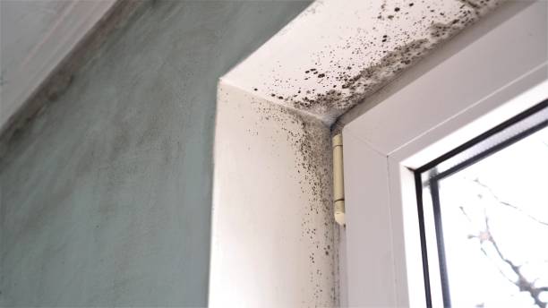 Best Black Mold Removal  in Coal City, WV