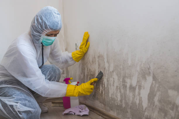 Best Fast Mold Removal  in Coal City, WV