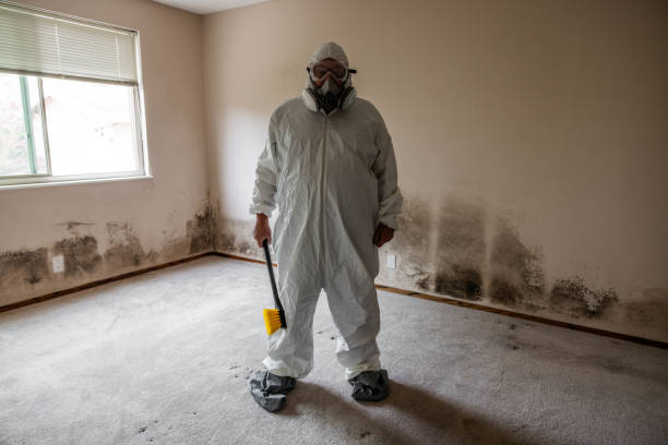 Trusted Coal City, WV Mold Removal Experts