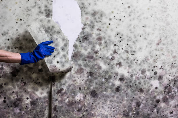 Best Toxic Mold Removal  in Coal City, WV
