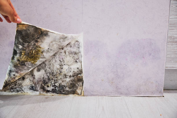 Best Mold Removal Process  in Coal City, WV